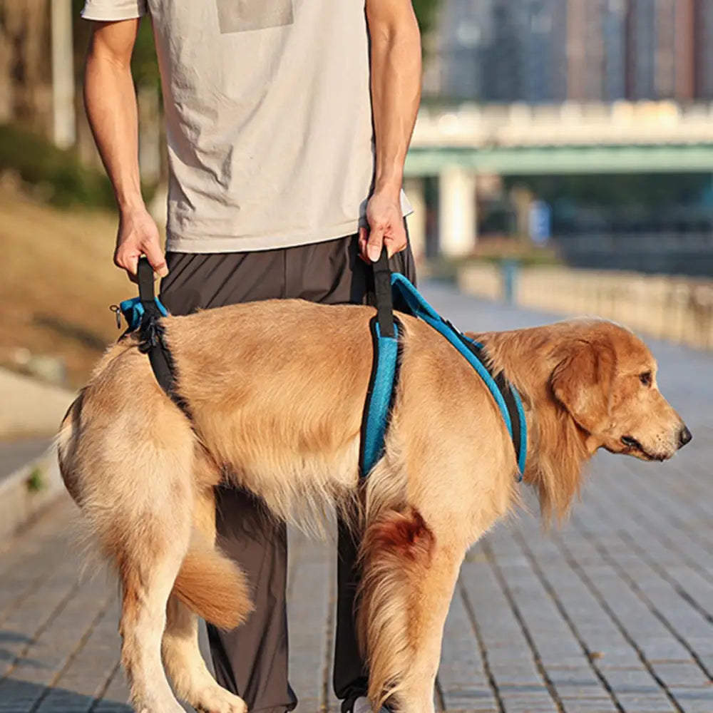 Mobility Harness